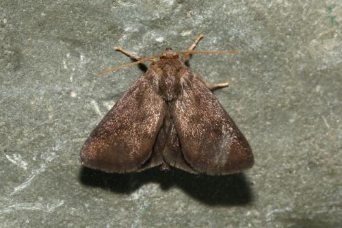 Réf. 187 503 : Apoda limacodes